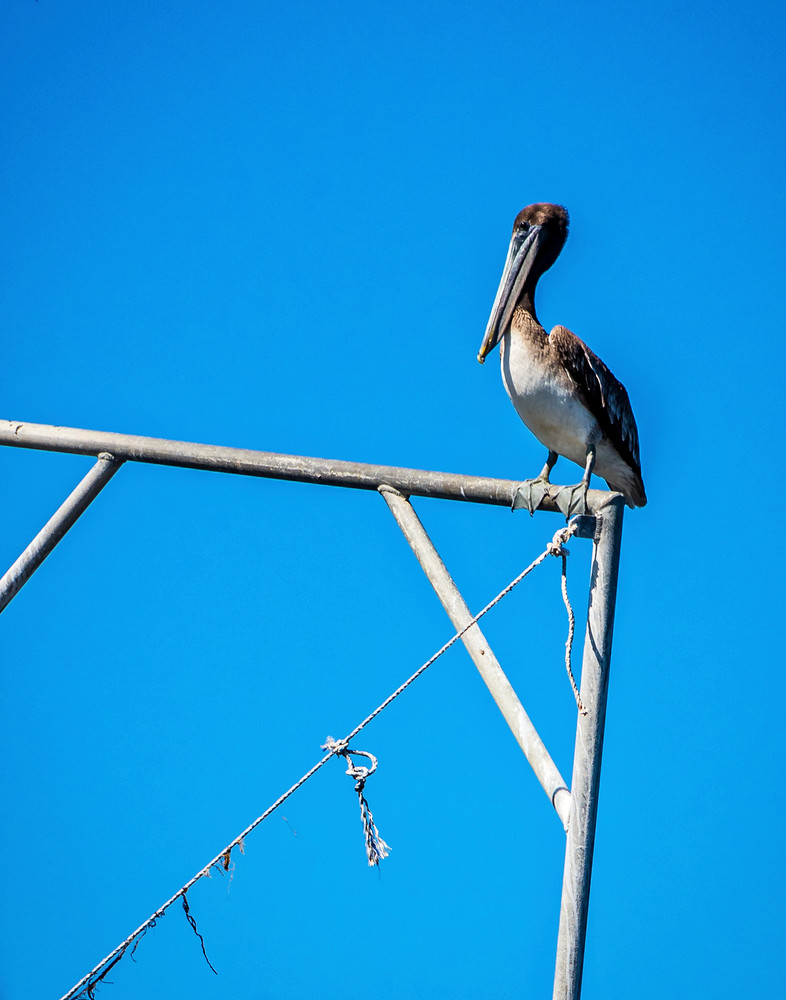 Louisiana Pelican at rest photography