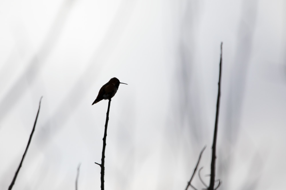Hummingbird Silhouette Art | Leiken Photography