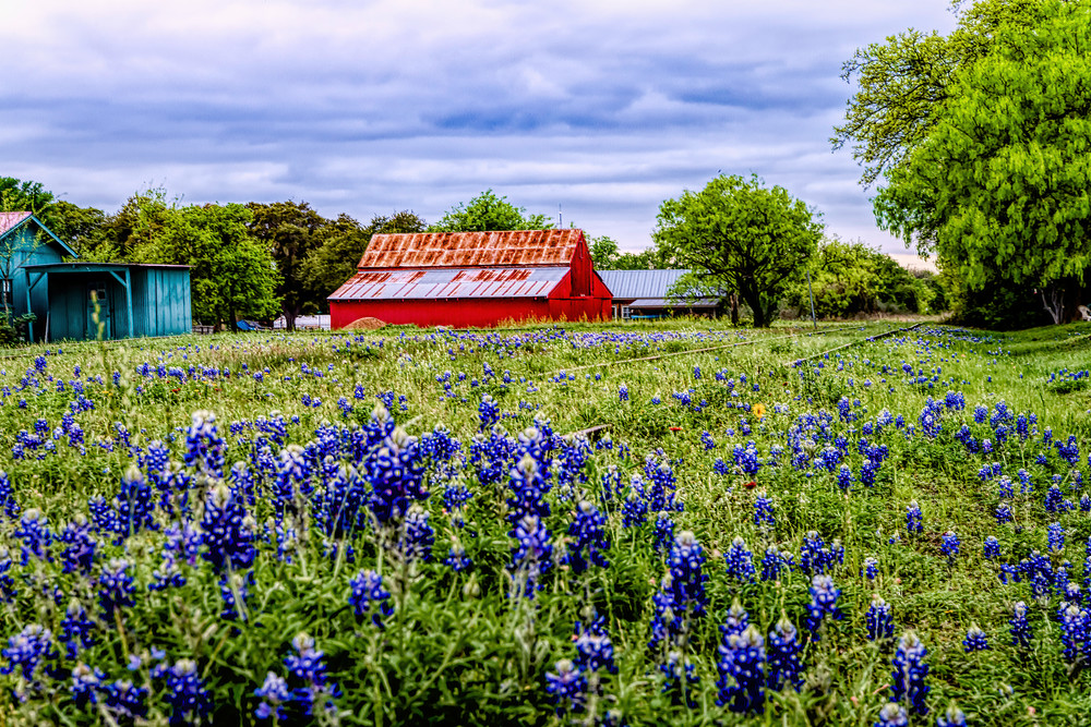 Bluebonnets And Old Barns