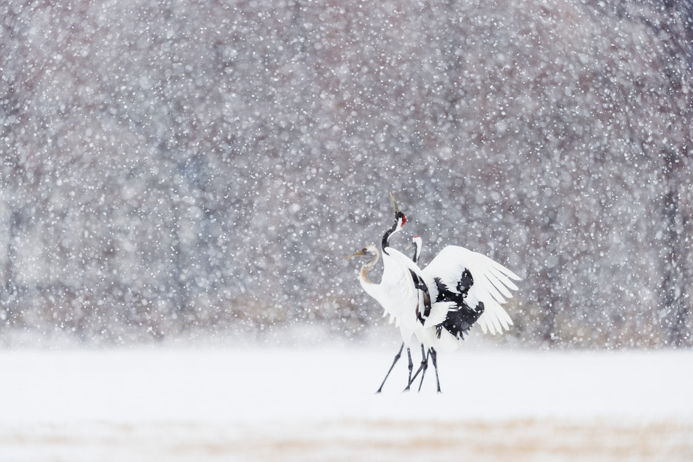 Red-crowned cranes in snow