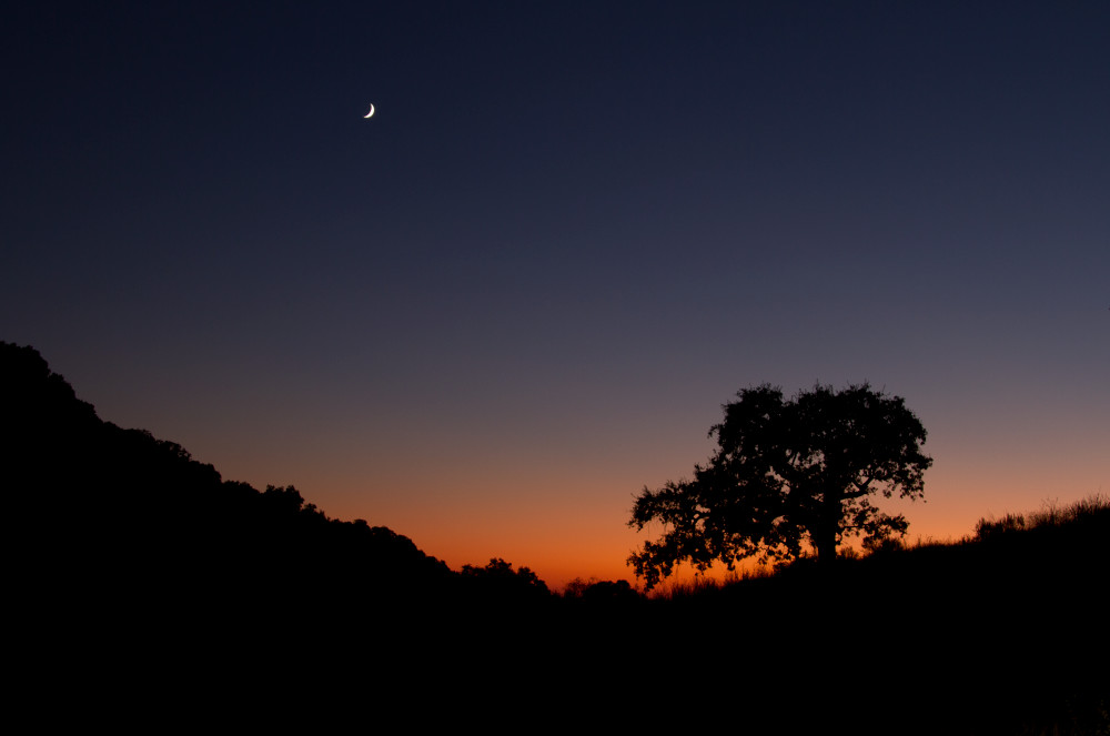 sunset-tree-and-moon