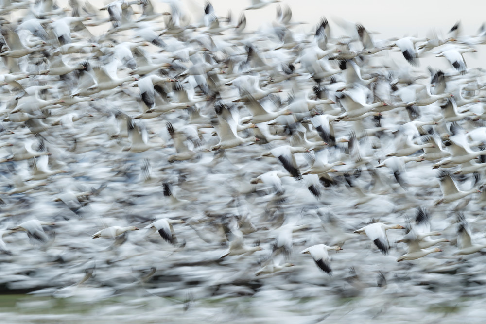 Snow Geese At Valley Road Photography Art | Seattle Digital Photography