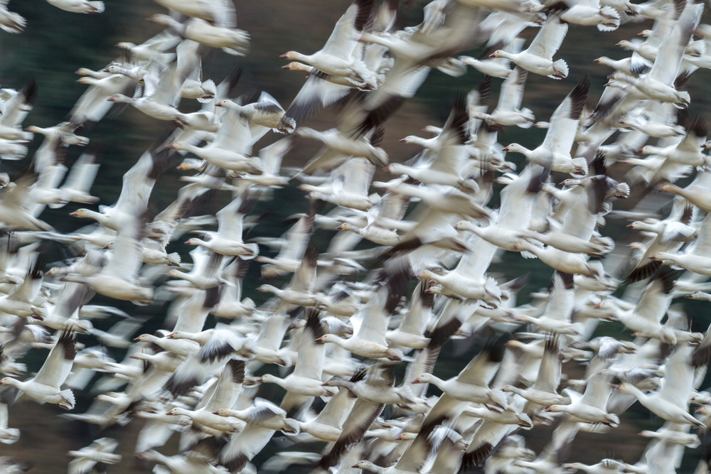 Snow geese in Valley road