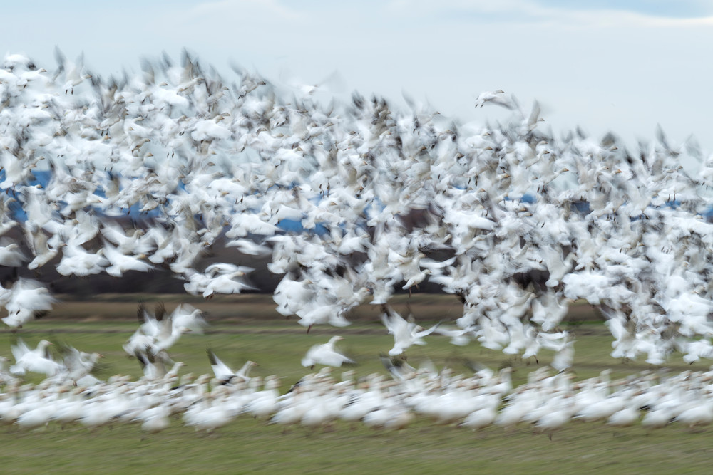 Snow geese in Valley Road