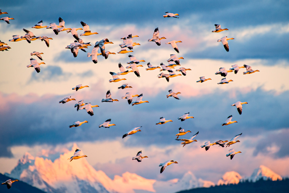 Snow geese flying at Sunset