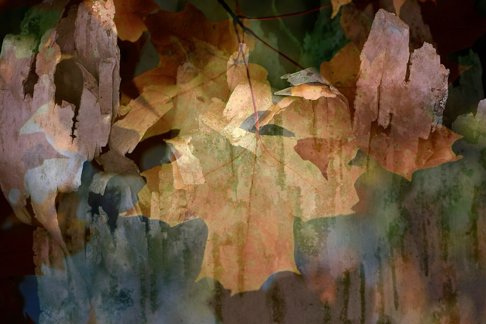Abstract Leaf Photo Print