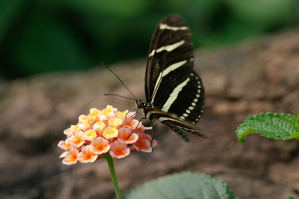 Butterfly - Black White Swallowtail Photo Print