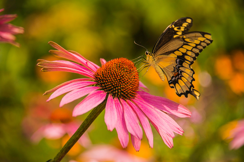 Butterfly - Swallowtail Pink Coneflower Photo Print