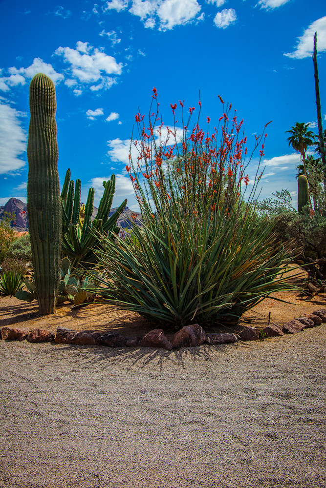 Cactus - Octillo Garden Photo Print Cactus - Octillo Garden Photo Print
