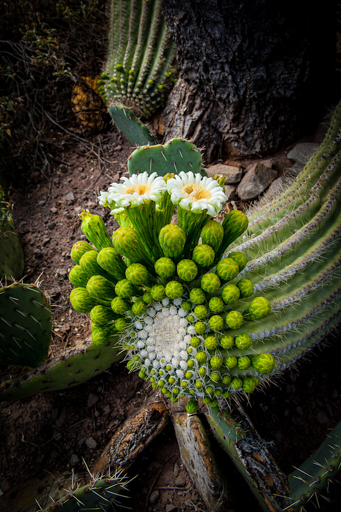 Cactus - Saguaro Bloom Full Photo Print