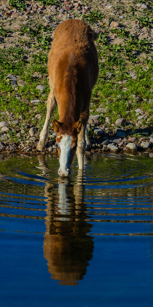 Nappy Drinking Pano  Photo Print