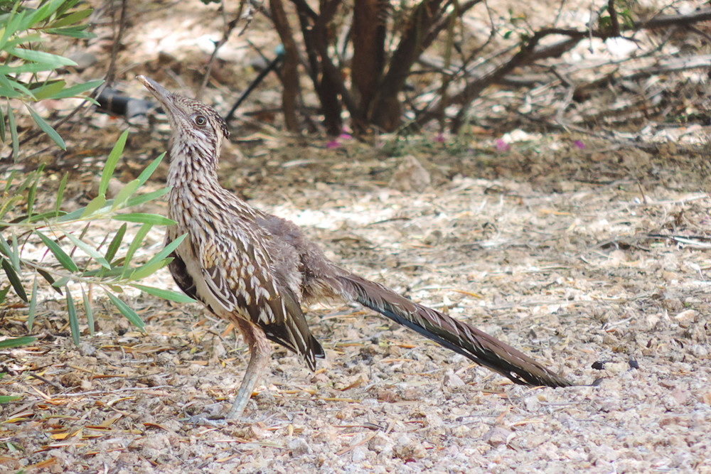 Roadrunner - Beep Beep Photo Print Roadrunner - Beep Beep Photo Print
