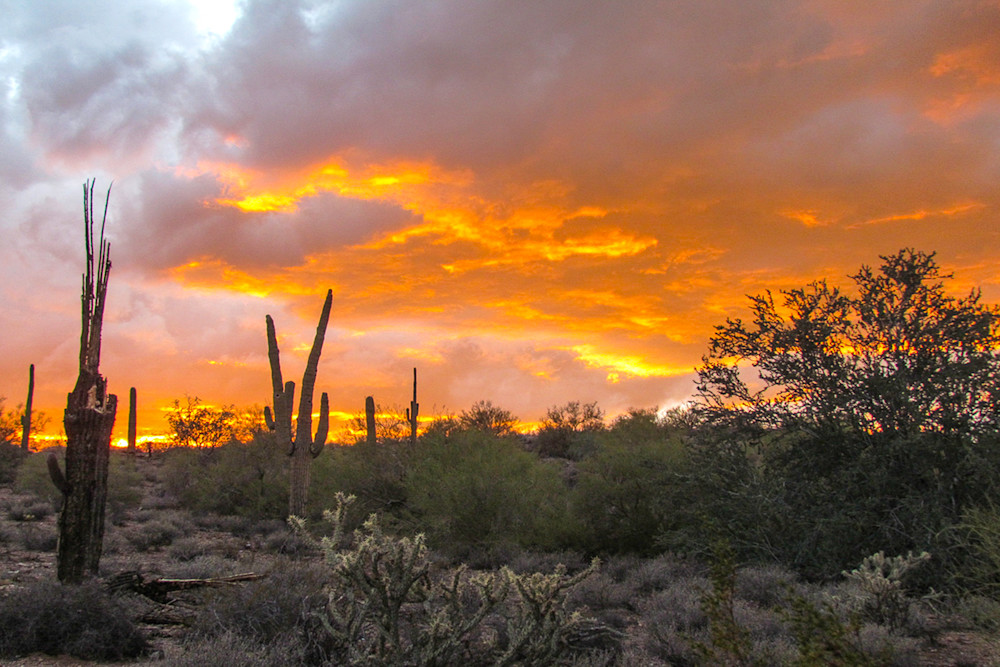 Saguaro Sunset Photo Print Saguaro Sunset Photo Print