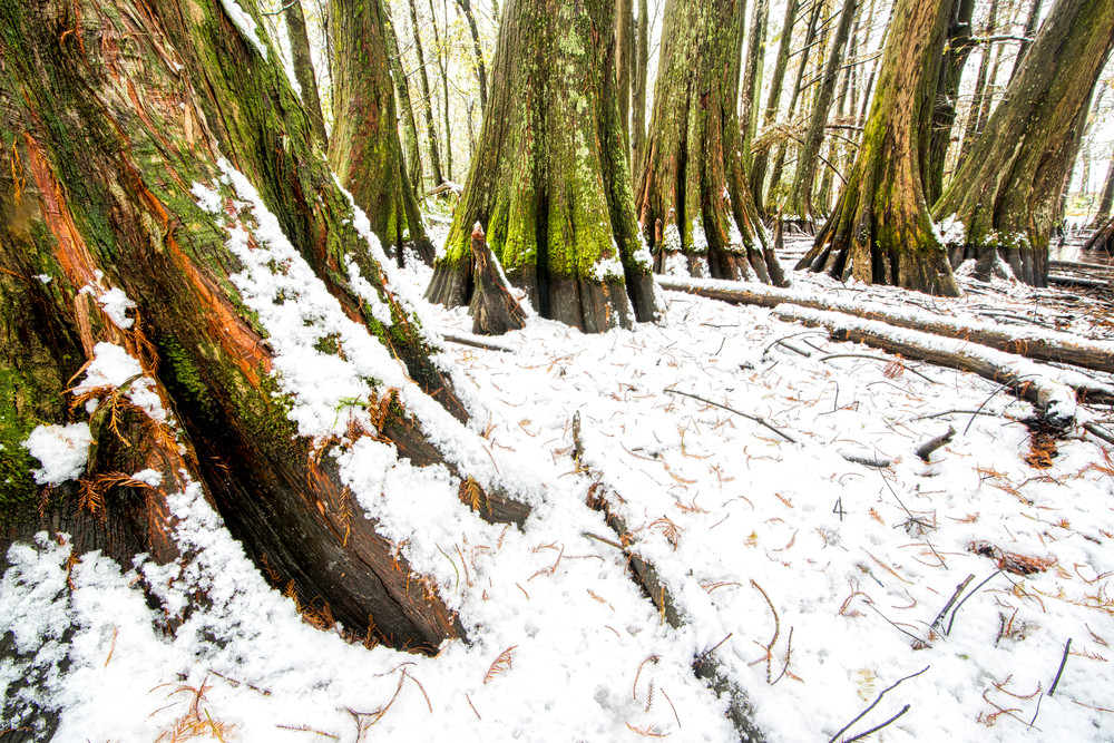 Louisiana snowfall swamp photography Louisiana snowfall swamp photography