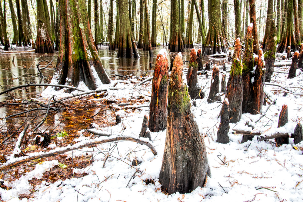 Swamp in White — Louisiana fine-art photography prints