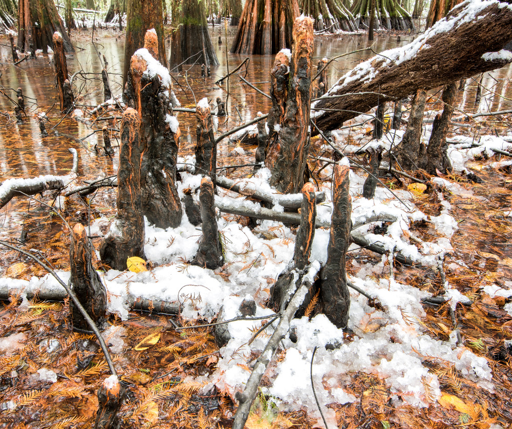 Snowed In swamp photography