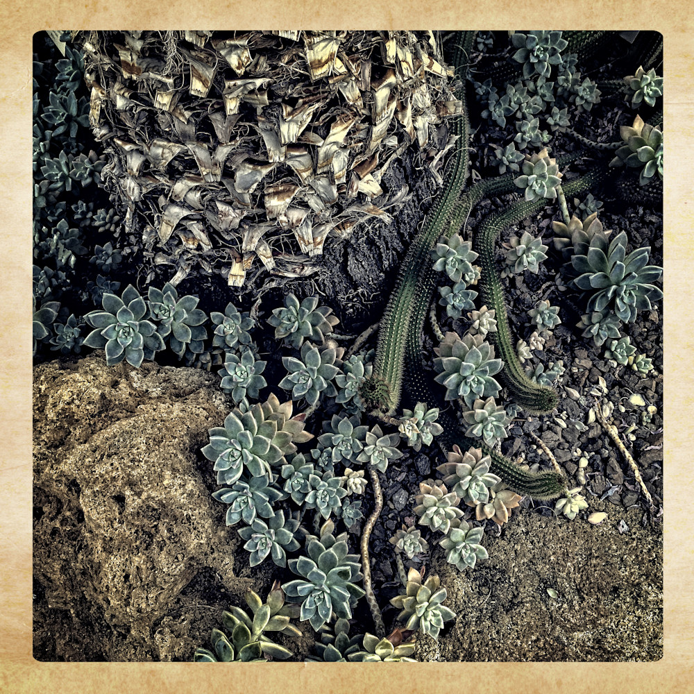 Succulents And Stone Photography Art | David Frank Photography