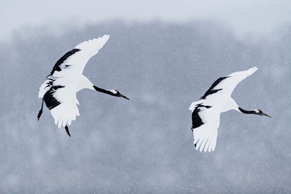 Follow me Red-crowned cranes in Kushiro