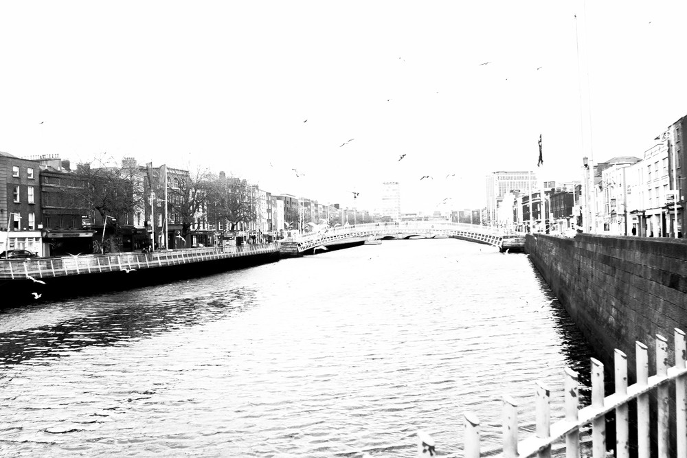 Dublin River Liffey Seagulls BW DSC_4148.jpg