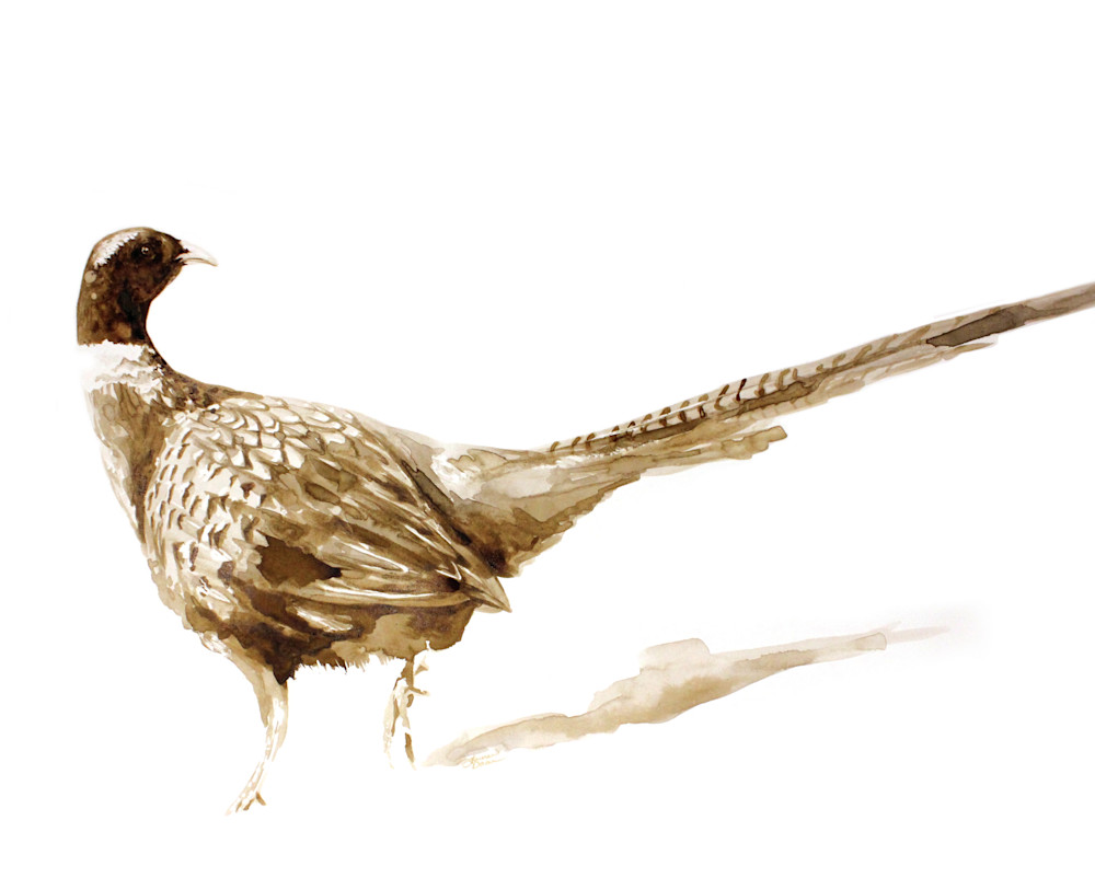 Sk Pheasant   Print Art | Lauren Daae