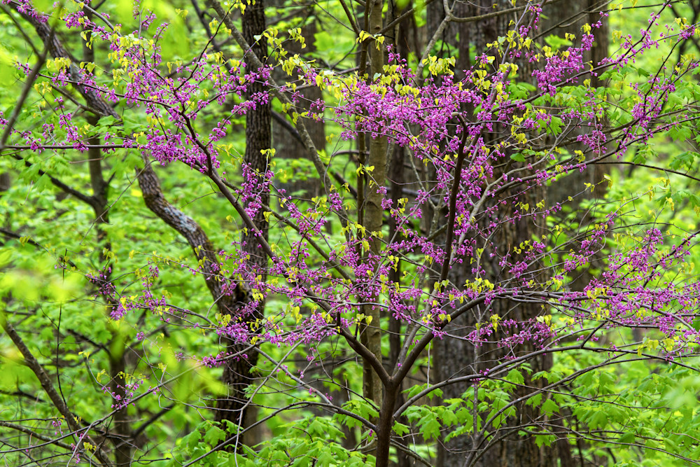 Redbud tree in spring bloom