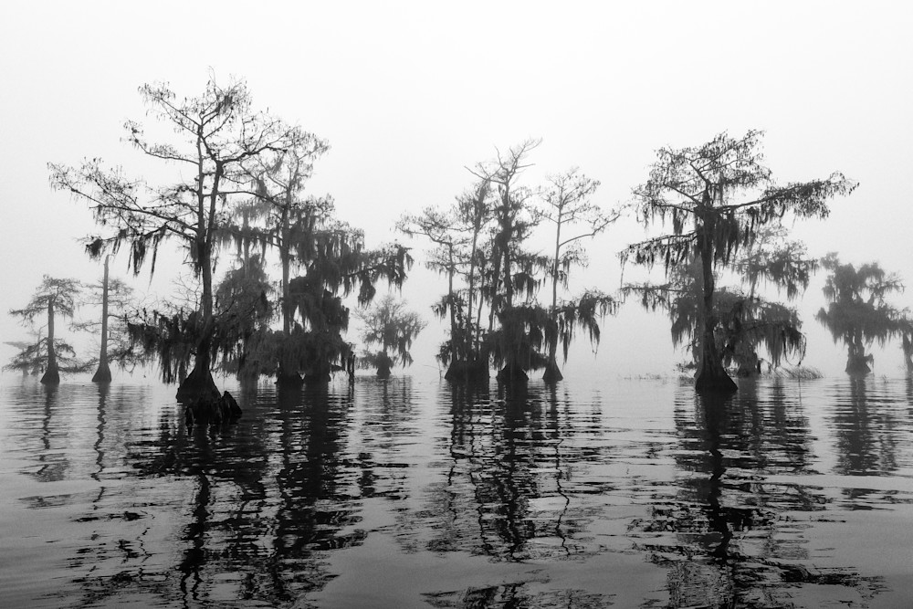 Foggy Morning