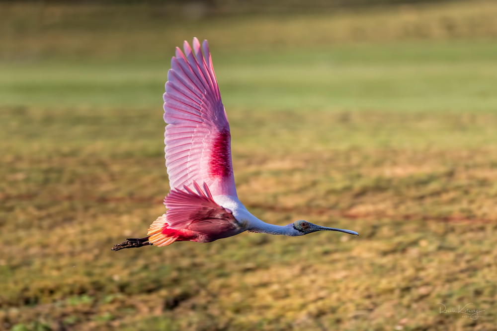 Flight Of The Roseate Spoonbill