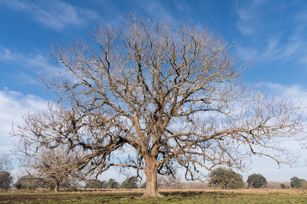 Live Oak Tree Pasture, Damon, Texas