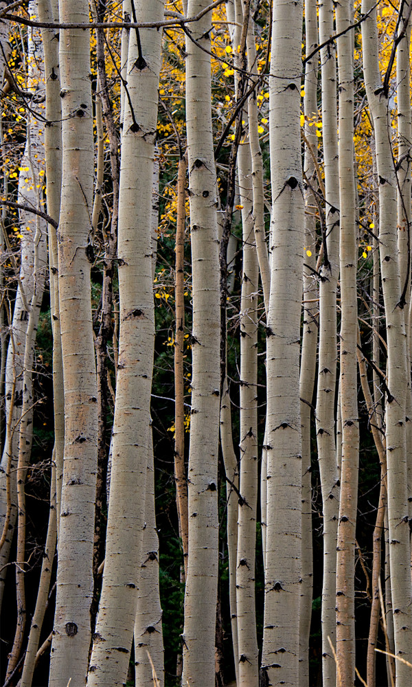 Aspen Vertical Lines Photo Print