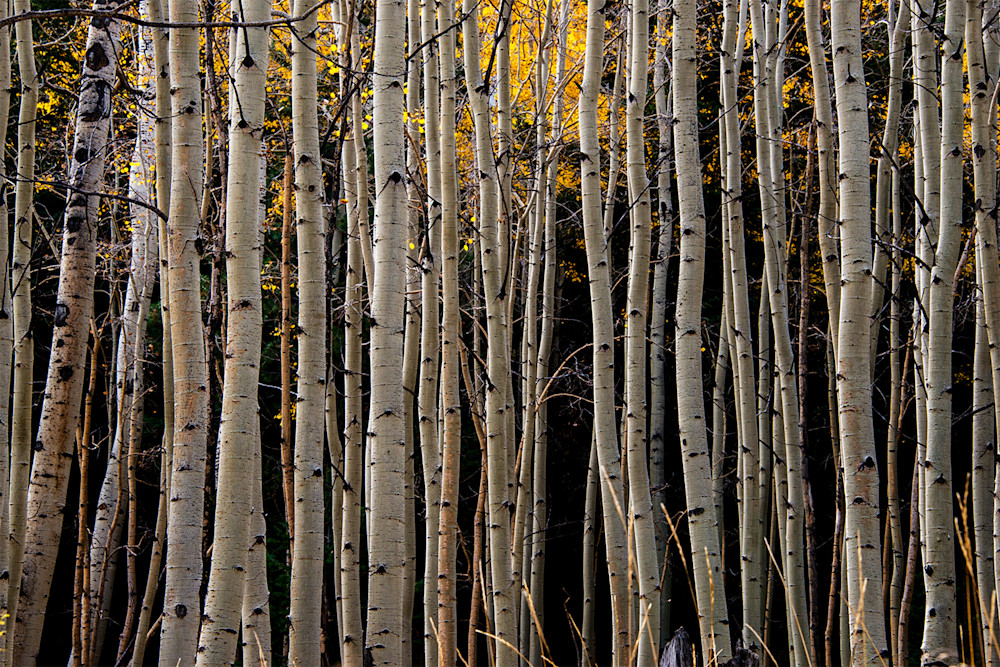 Aspen Trees Fall Lines Photo Print