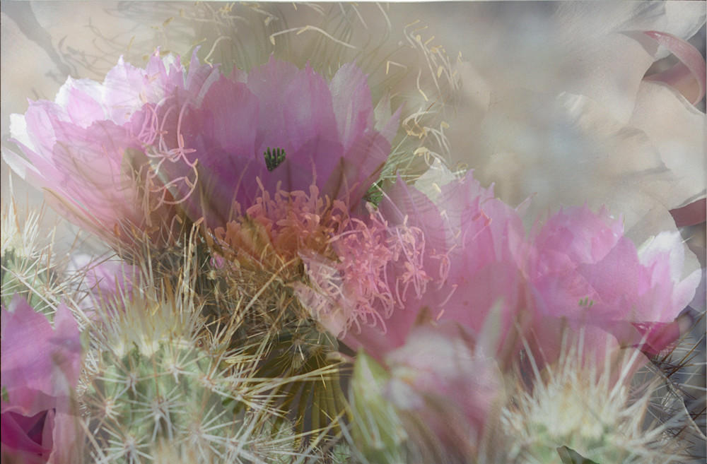 Abstract Cactus Photo Print