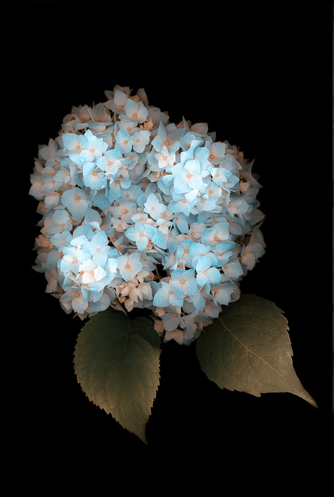 Hydrangea Teal Photo Print