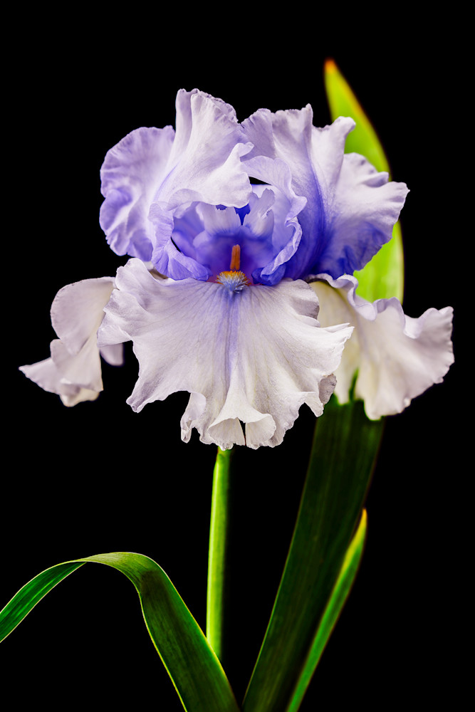 Iris Bearded Full Photo Print