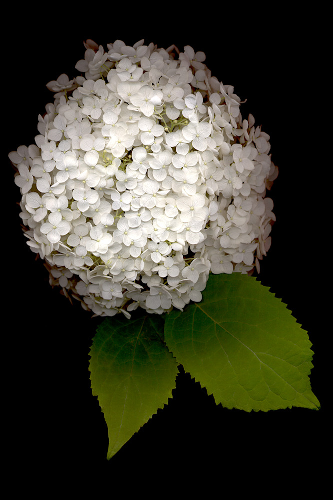 Hydrangea White Annabelle Photo Print