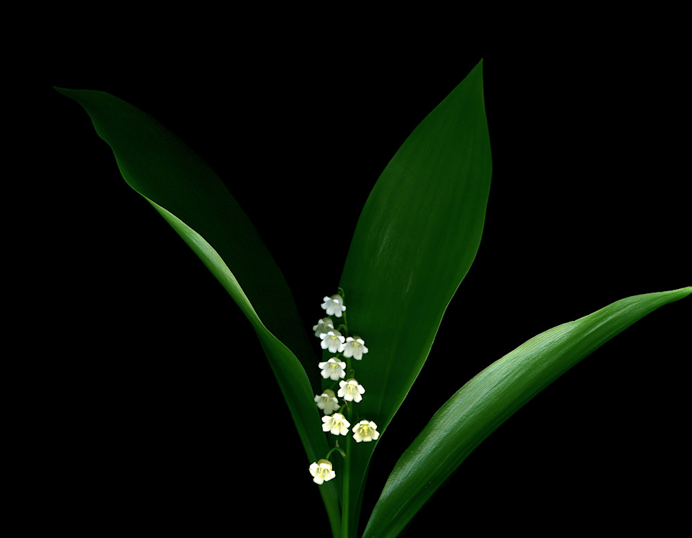 Lilly of the Valley H Photo Print
