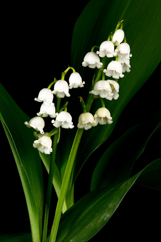 Lilly of the Valley V Photo Print