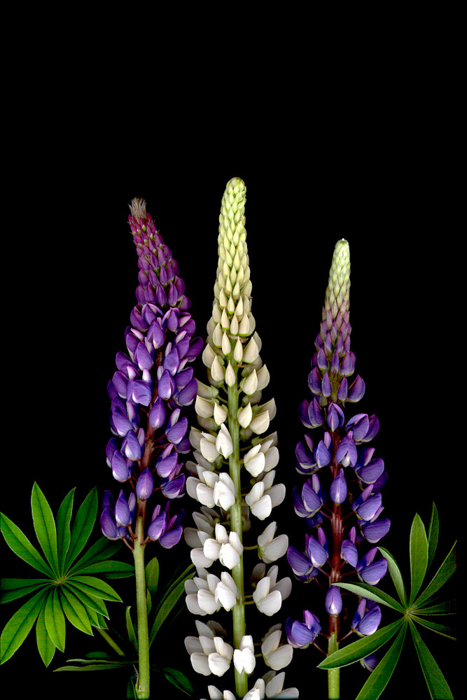 Lupine Bunch  Photo Print
