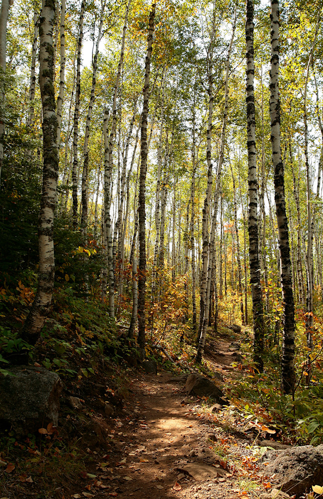 Walk in the Woods V Photo Print
