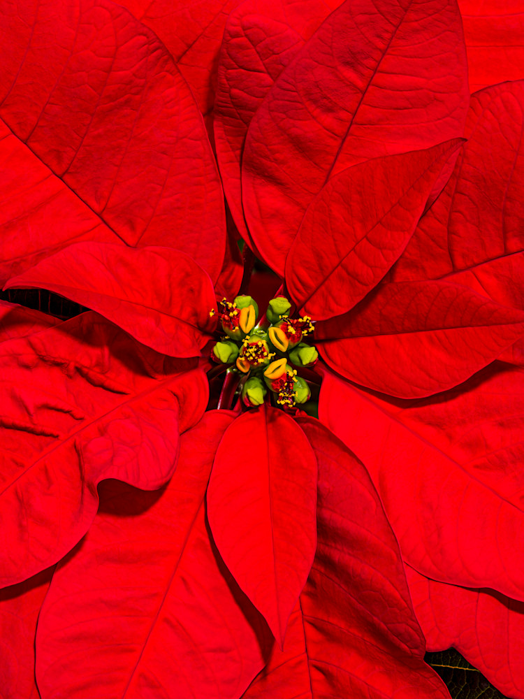 Extreme closeup macro photograph of the center of a Poinsettia Bloom for sale as fine art.