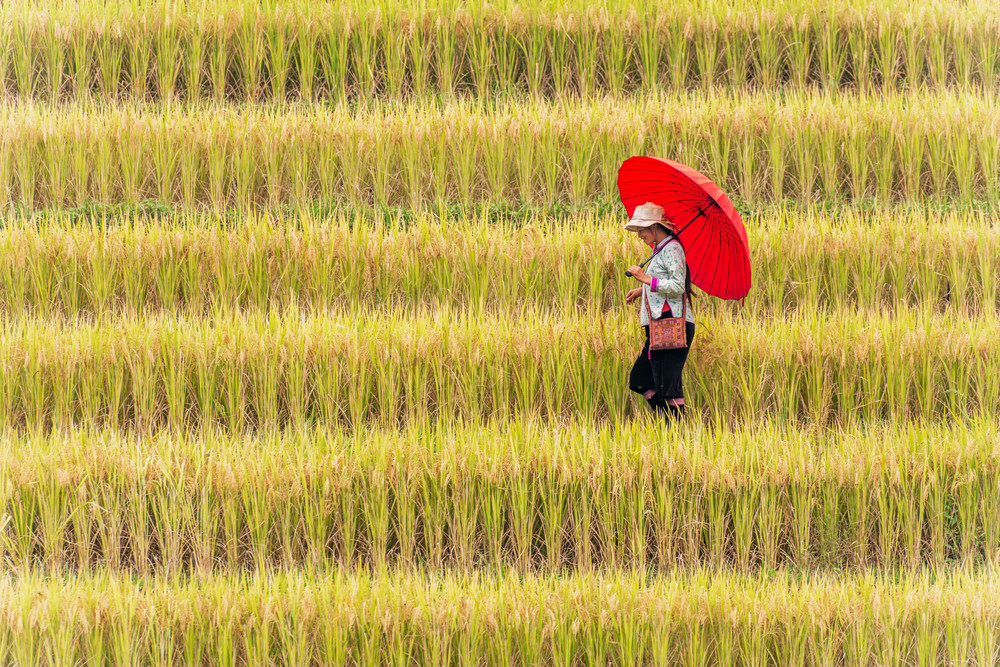 A Young Lady in Stepped Rice Field