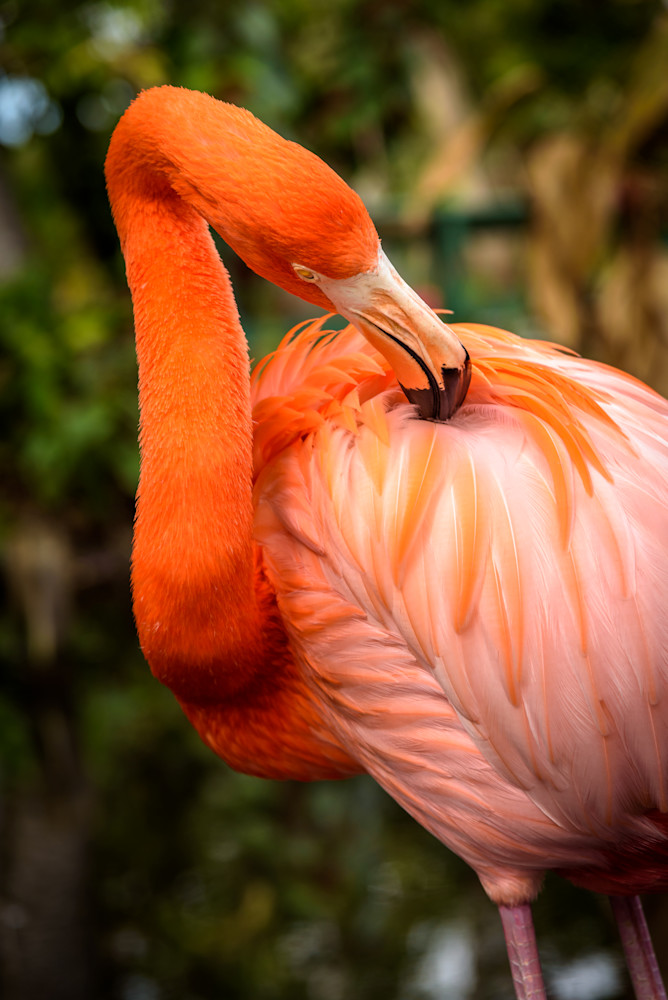 Preening Flamingo Photography Art | Gingerich PhotoArt