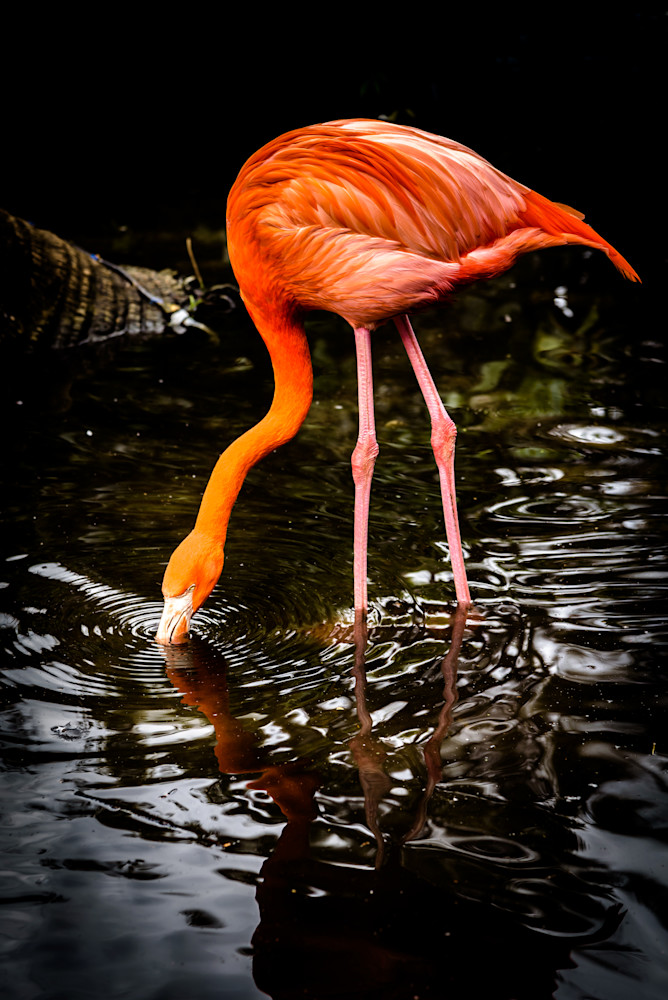 Imbibing Flamingo Photography Art | Gingerich PhotoArt