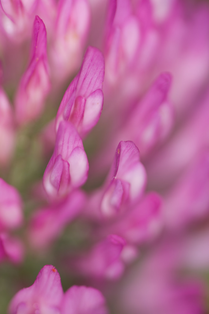 Amazing close-up details of red clover flowers - fine art photographs