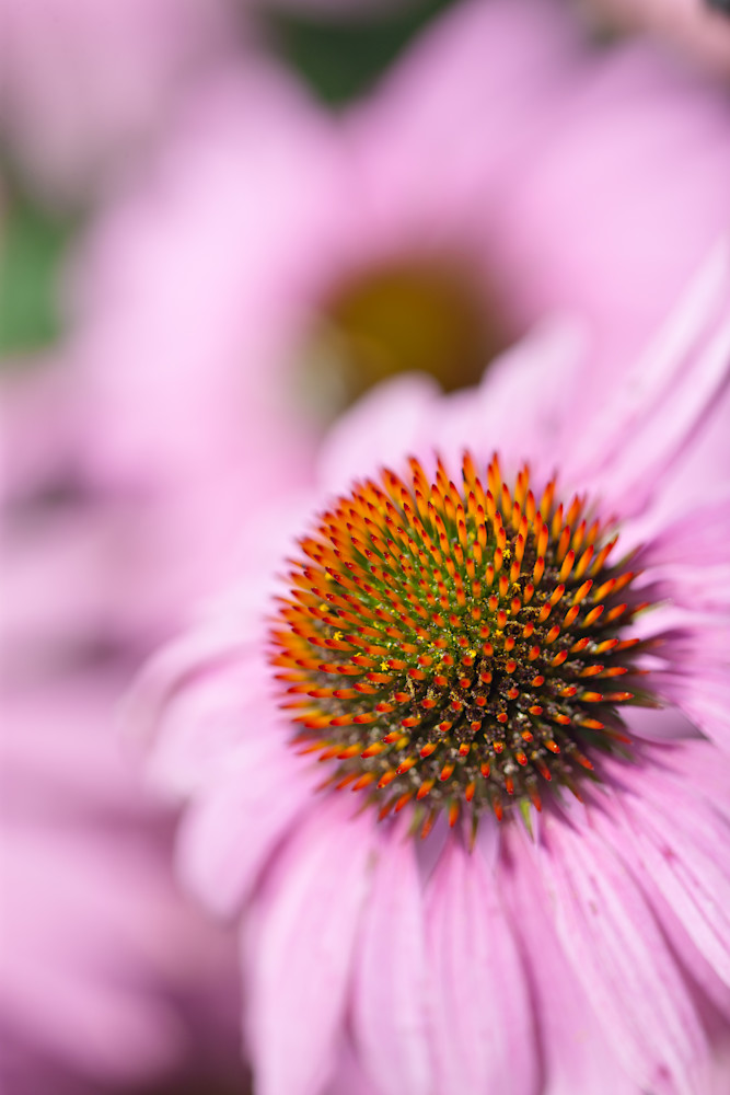 Colorful Pink Coneflowers in full bloom - shop fine art photographs