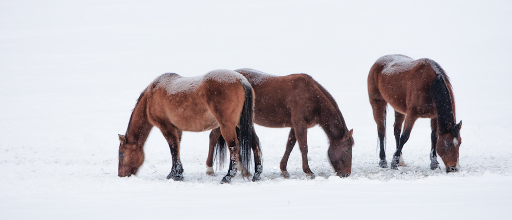 Winter Blankets Art | JL Grief Fine Art Photography