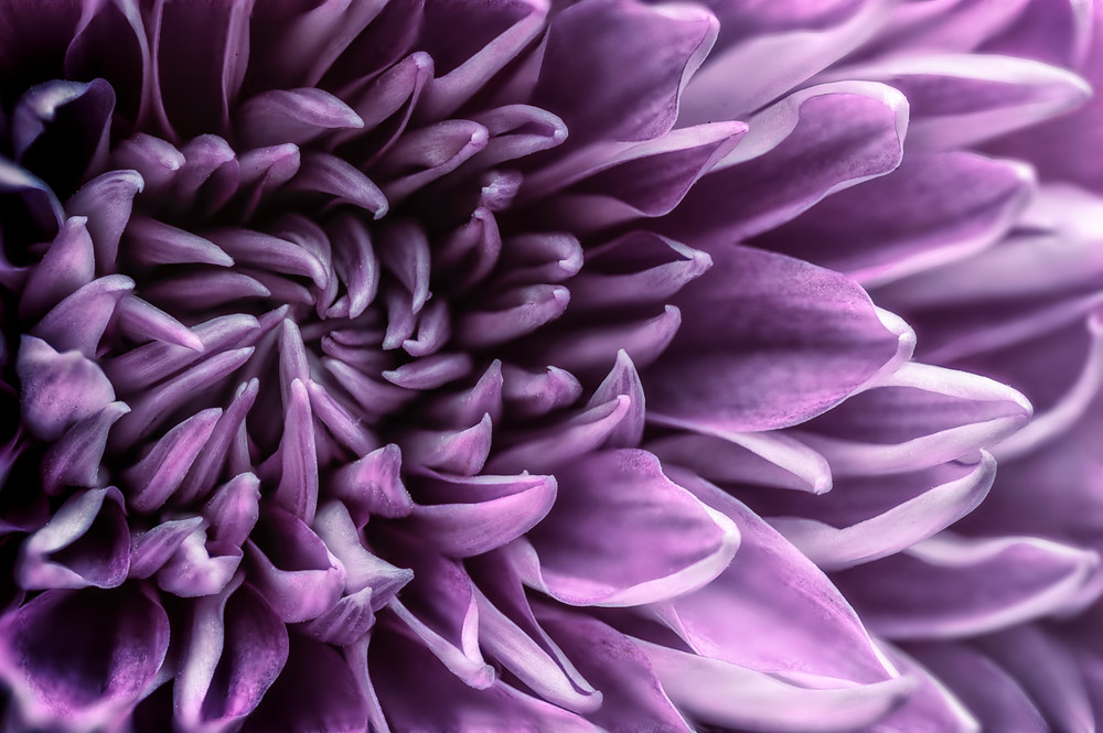 Chrysanthemum Art | James Patrick Pommerening Photography