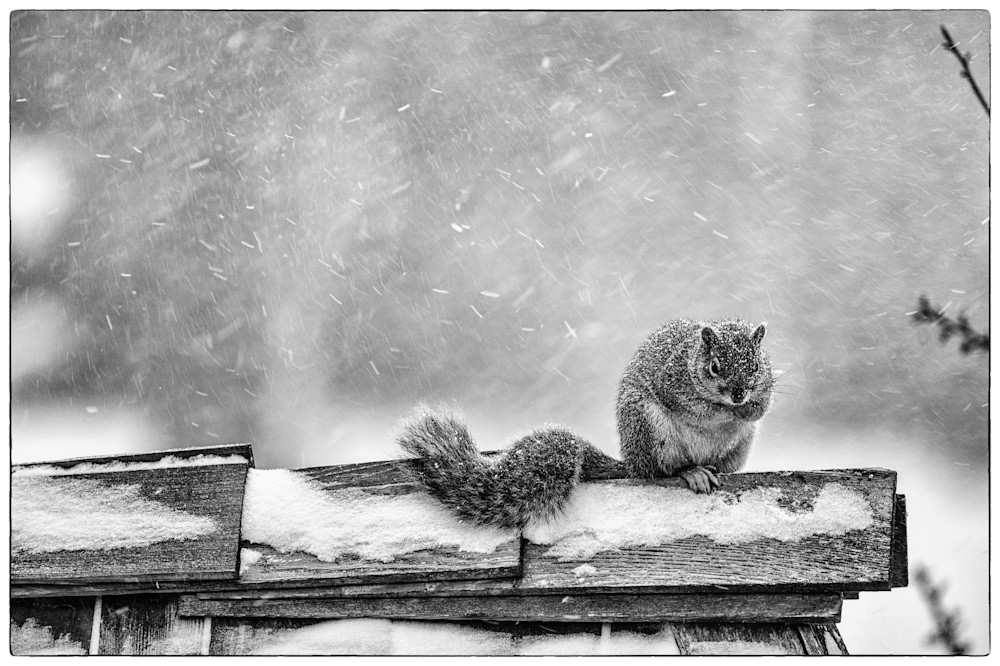Squirrel in Snowstorm B&W photograph  |  Judith Barath