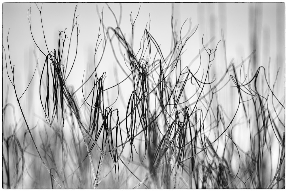 Wild Grass Closeup at Winter | B&W photograph by Judith Barath Arts