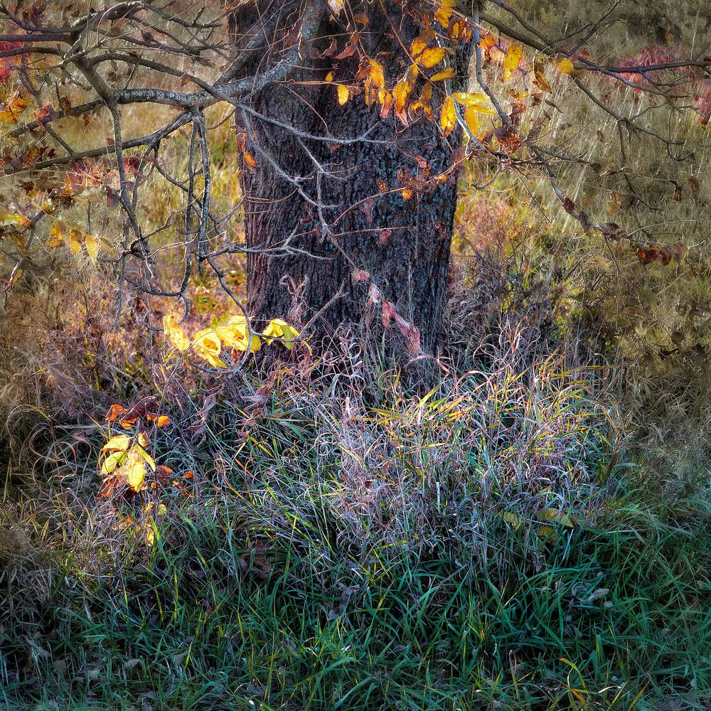 If You Love Trees Collection - color | Grass Dance. A sensitively done fine art photographic image of a tree in Autumn by David Zlotky.