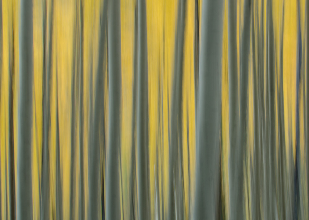 Yellow Aspen Art | Jesse McLaughlin Photography